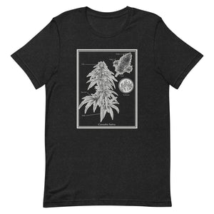 Scientific Cannabis Unisex Staple Tee | Kind Colours, Colorado